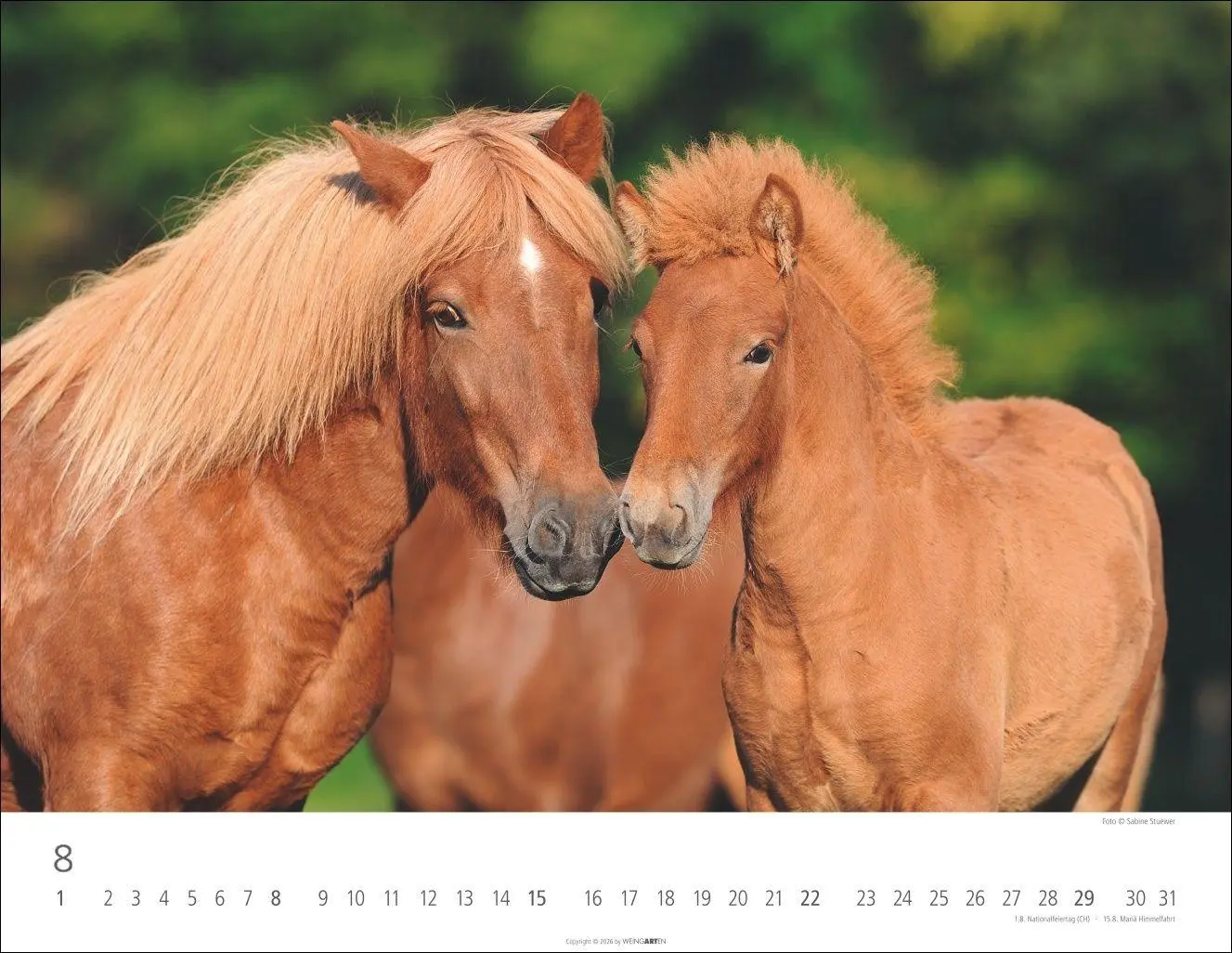Bild: 9783839903605 | Islandpferde Kalender 2027 | Sabine Stuewer | Kalender | Spiralbindung