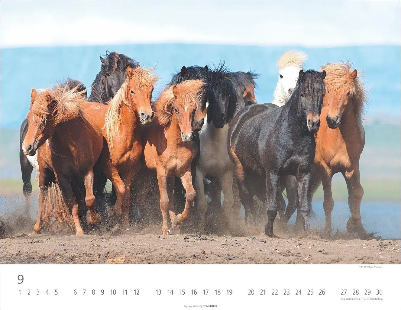 Bild: 9783839903605 | Islandpferde Kalender 2027 | Sabine Stuewer | Kalender | Spiralbindung