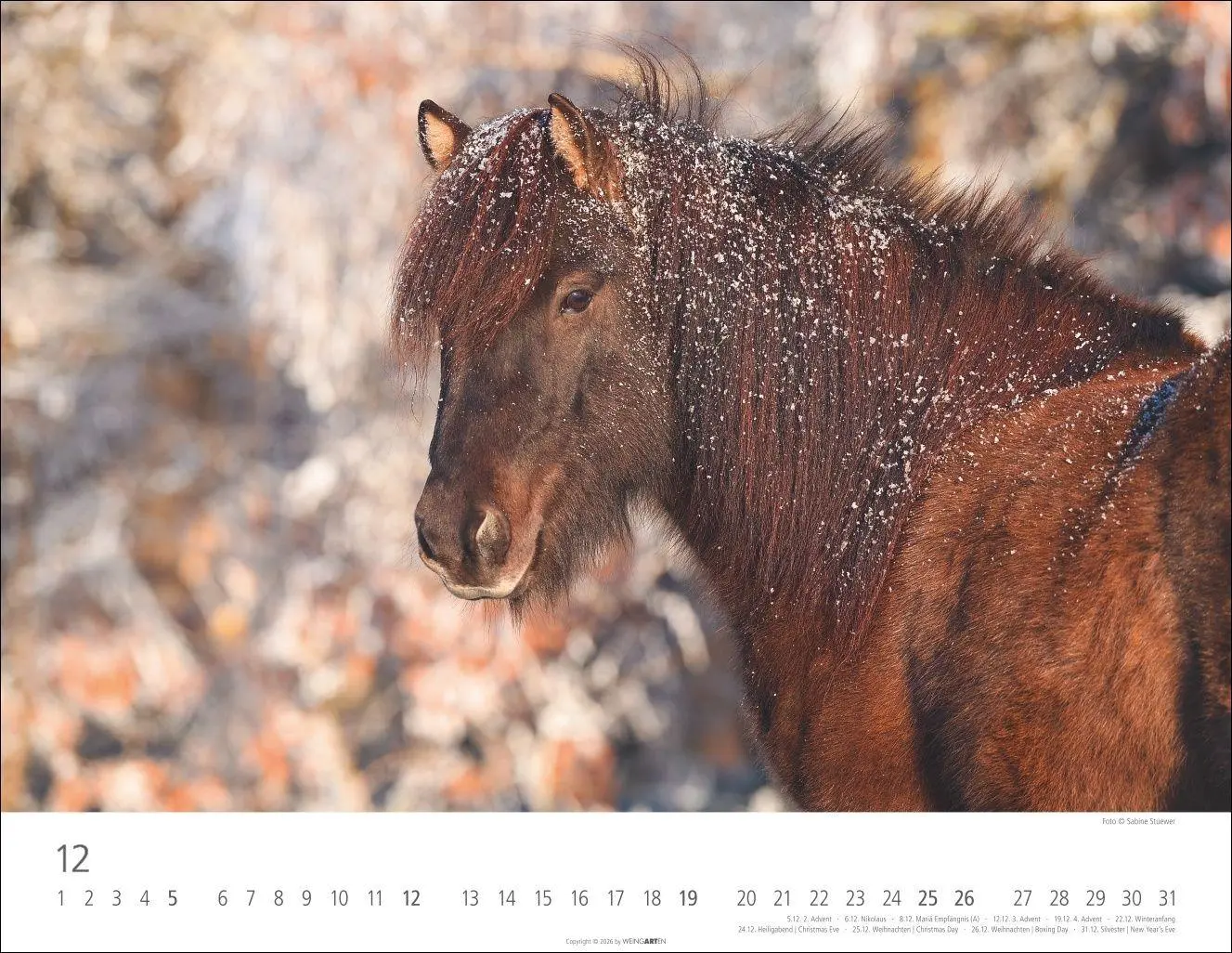 Bild: 9783839903605 | Islandpferde Kalender 2027 | Sabine Stuewer | Kalender | Spiralbindung