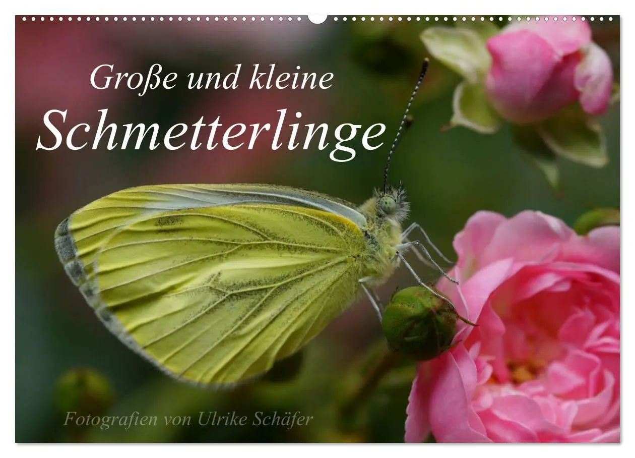 Cover: 9783516083705 | Große und kleine Schmetterlinge (Wandkalender 2026 DIN A2 quer),...