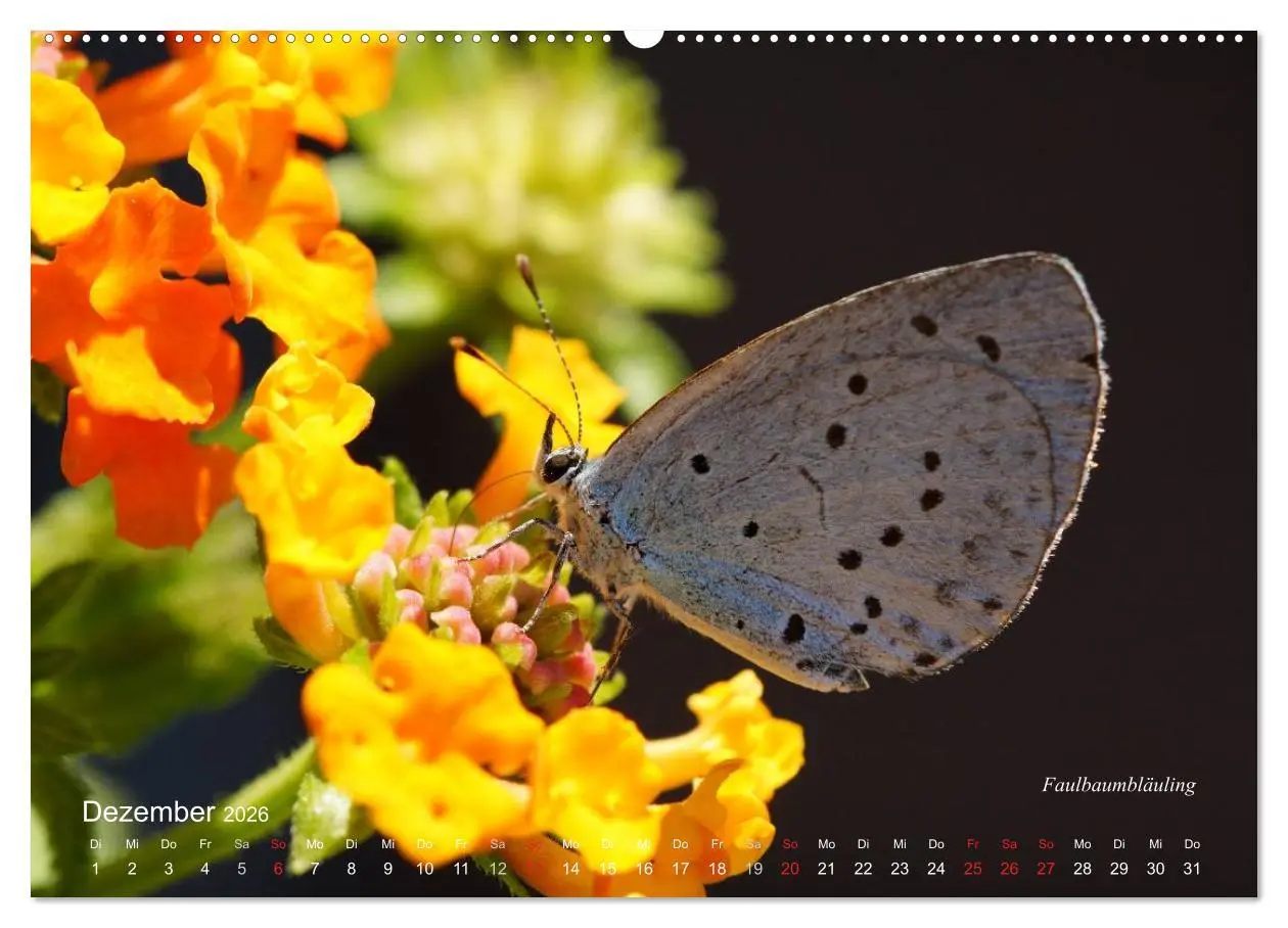 Bild: 9783516083705 | Große und kleine Schmetterlinge (Wandkalender 2026 DIN A2 quer),...