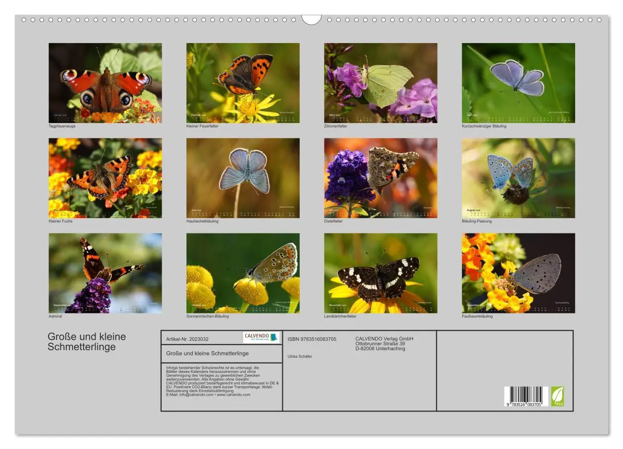 Bild: 9783516083705 | Große und kleine Schmetterlinge (Wandkalender 2026 DIN A2 quer),...