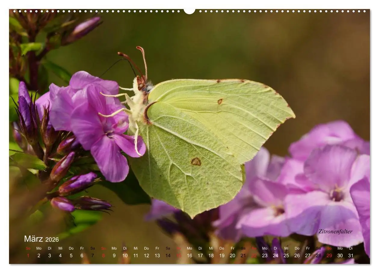 Bild: 9783516083705 | Große und kleine Schmetterlinge (Wandkalender 2026 DIN A2 quer),...
