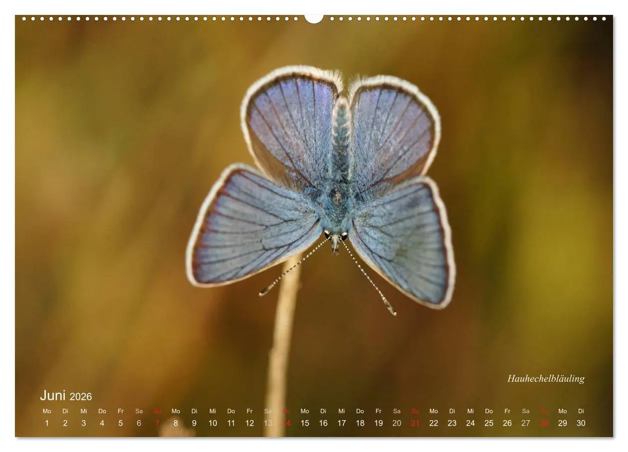 Bild: 9783516083705 | Große und kleine Schmetterlinge (Wandkalender 2026 DIN A2 quer),...