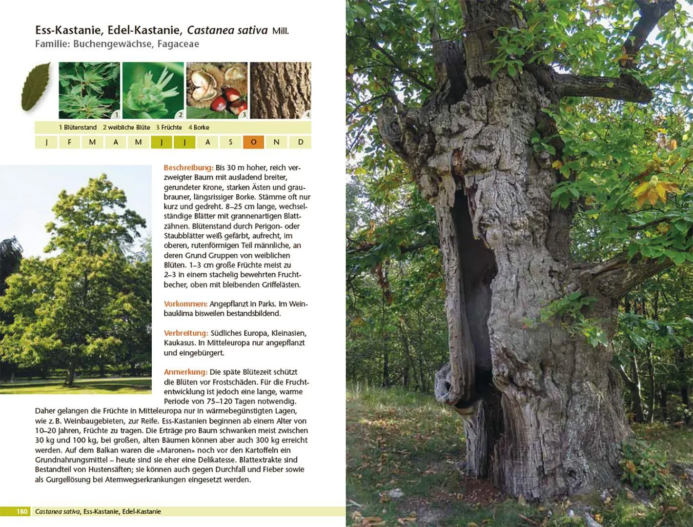 Bild: 9783258084305 | Bäume bestimmen - Knospen, Blüten, Blätter, Früchte | Rita Lüder