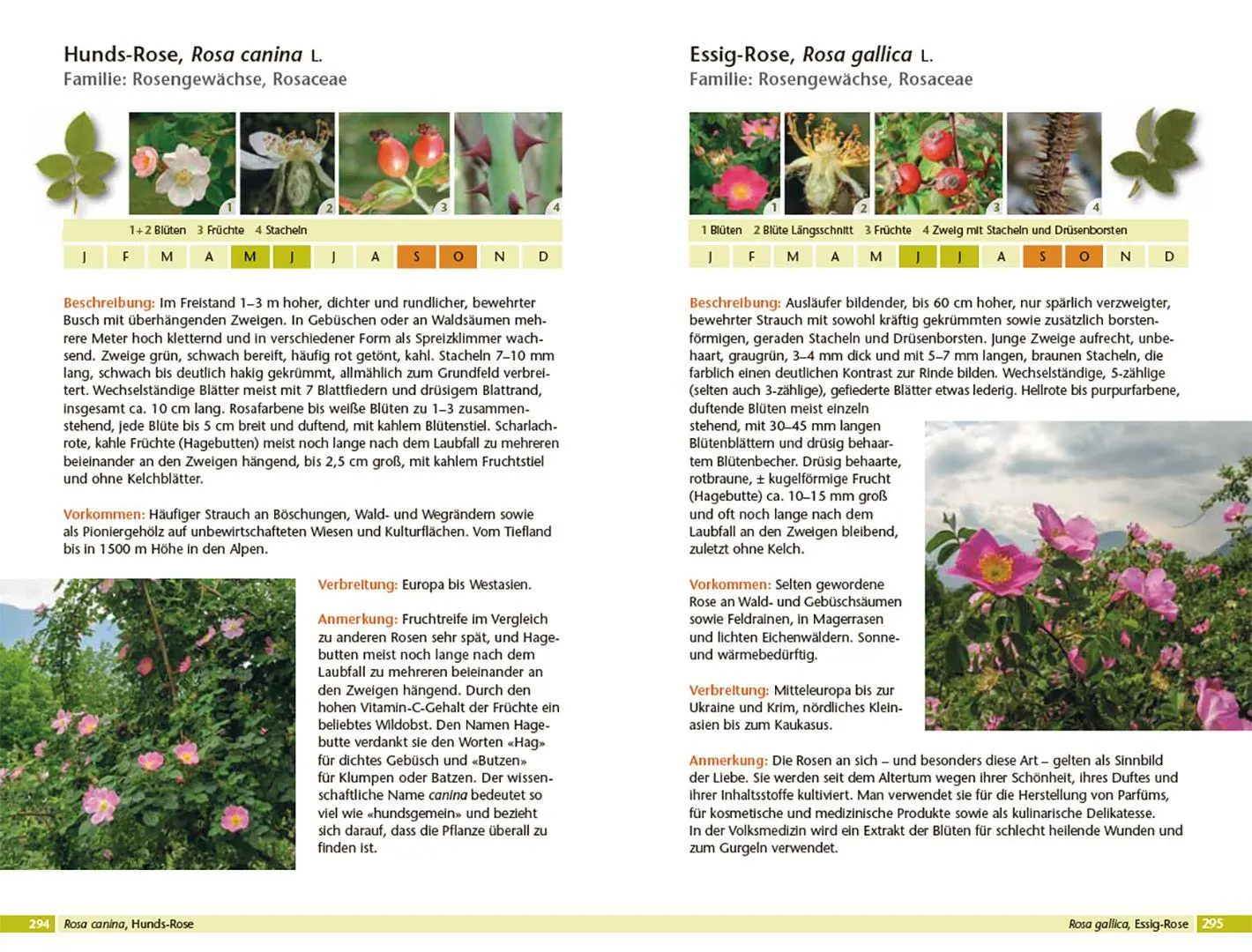 Bild: 9783258084305 | Bäume bestimmen - Knospen, Blüten, Blätter, Früchte | Rita Lüder