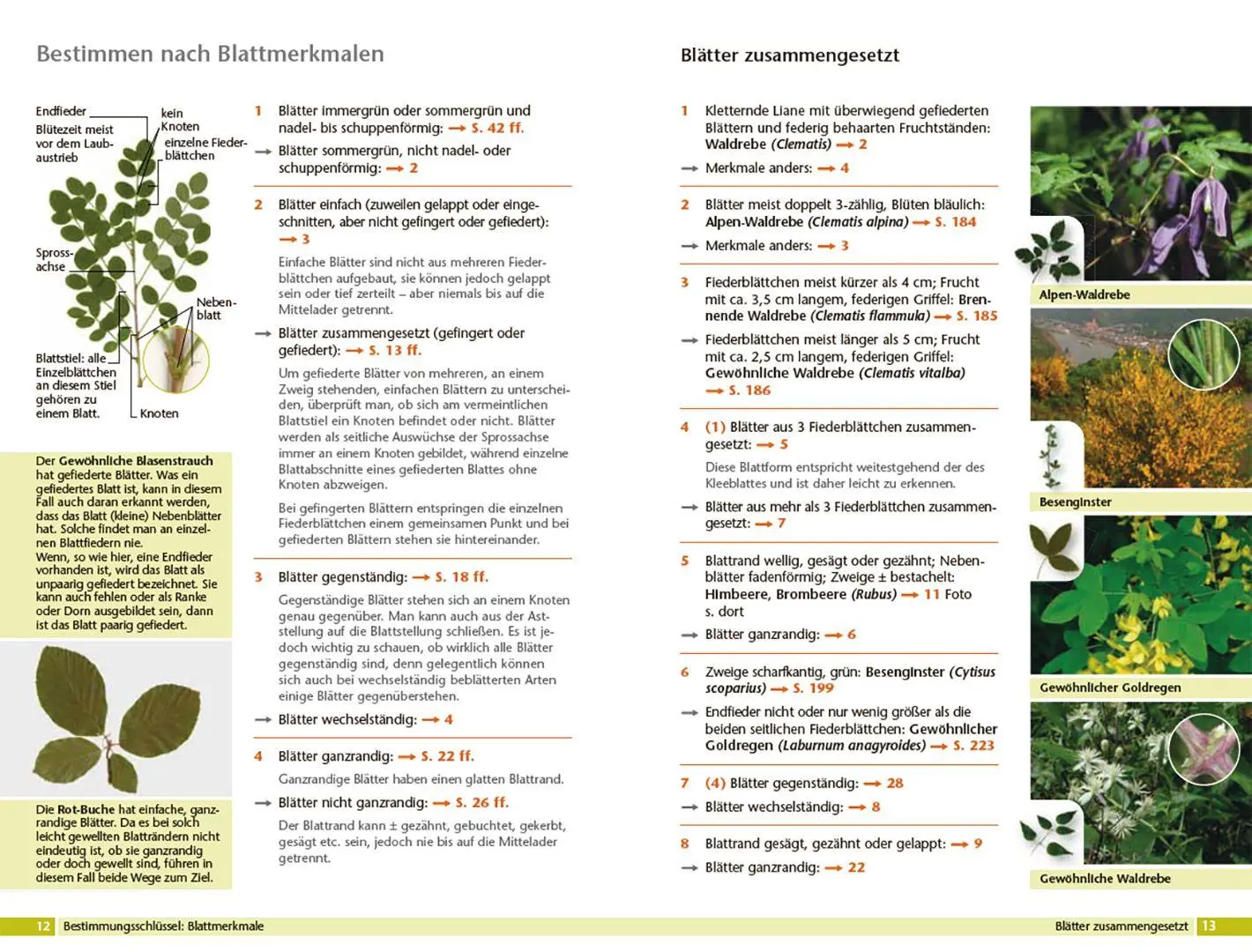 Bild: 9783258084305 | Bäume bestimmen - Knospen, Blüten, Blätter, Früchte | Rita Lüder