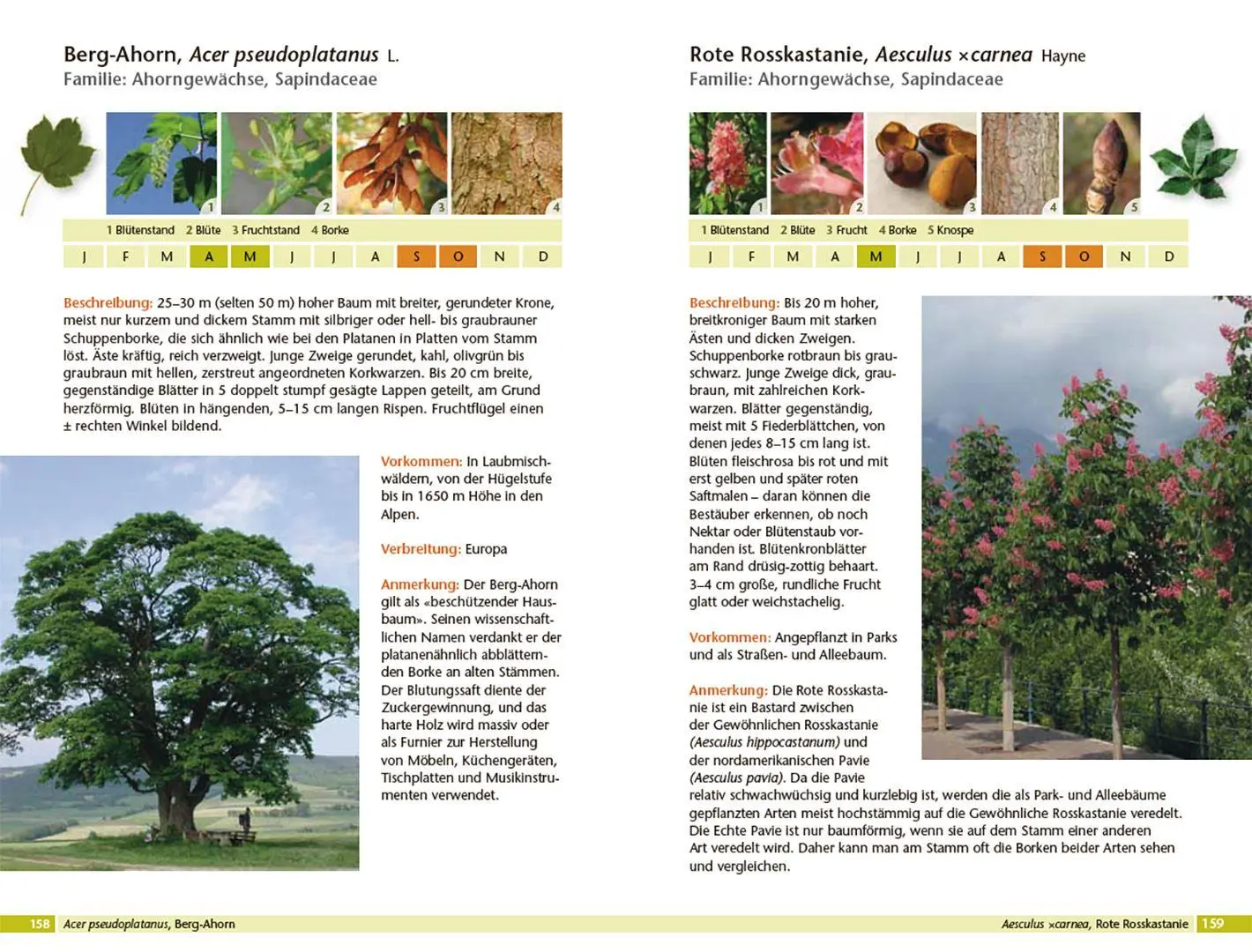 Bild: 9783258084305 | Bäume bestimmen - Knospen, Blüten, Blätter, Früchte | Rita Lüder