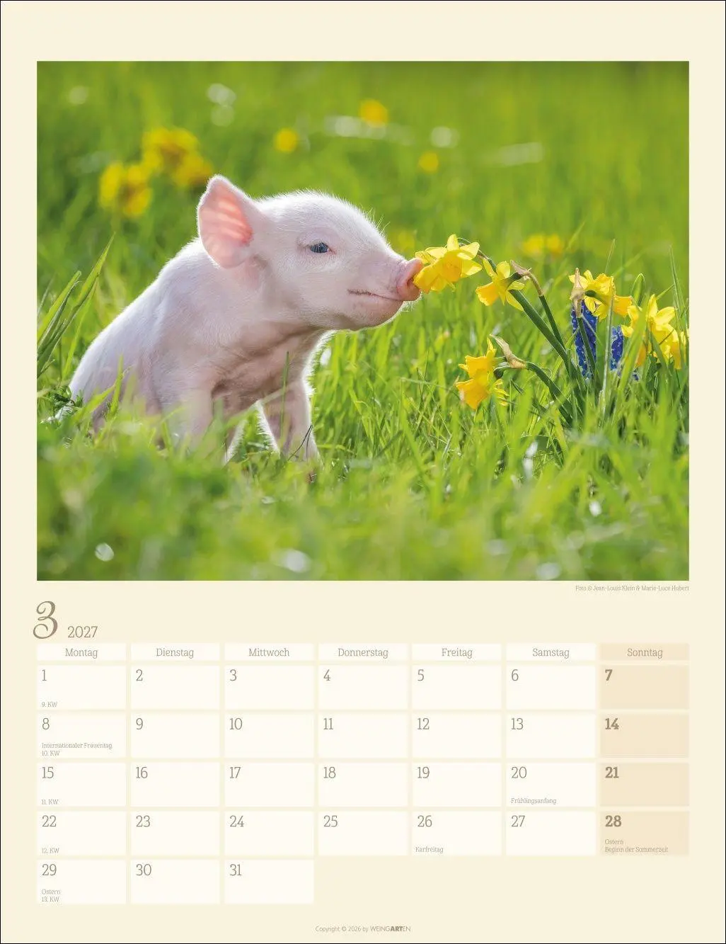 Bild: 9783839904305 | Schweinchen Kalender 2027 | Marie-Luce Hubert | Kalender | 14 S.