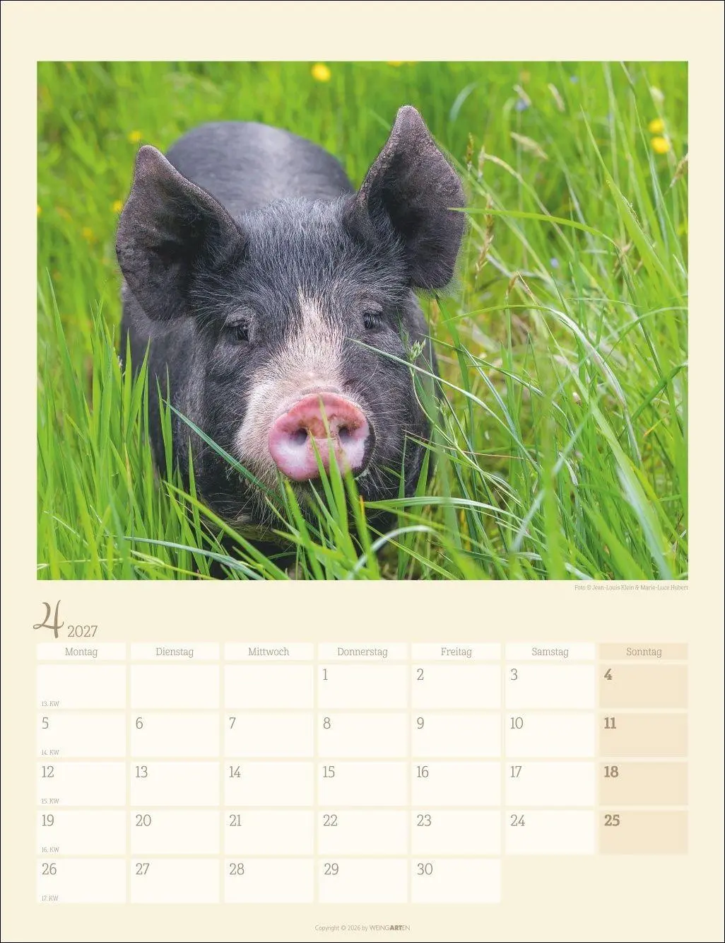 Bild: 9783839904305 | Schweinchen Kalender 2027 | Marie-Luce Hubert | Kalender | 14 S.