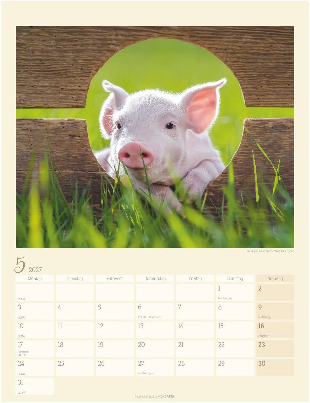 Bild: 9783839904305 | Schweinchen Kalender 2027 | Marie-Luce Hubert | Kalender | 14 S.
