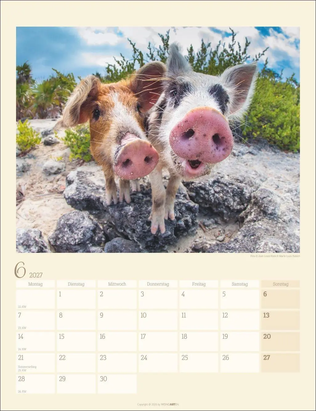 Bild: 9783839904305 | Schweinchen Kalender 2027 | Marie-Luce Hubert | Kalender | 14 S.