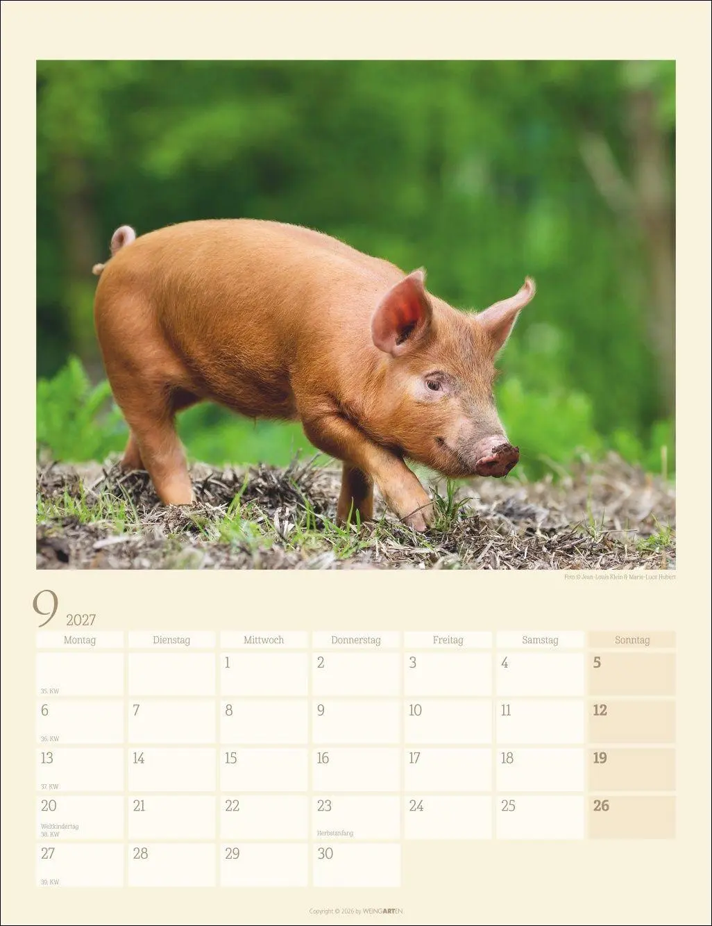 Bild: 9783839904305 | Schweinchen Kalender 2027 | Marie-Luce Hubert | Kalender | 14 S.