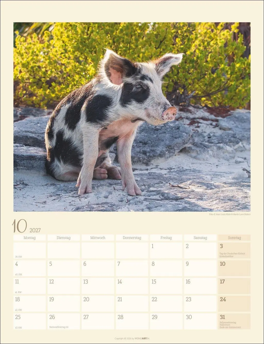 Bild: 9783839904305 | Schweinchen Kalender 2027 | Marie-Luce Hubert | Kalender | 14 S.