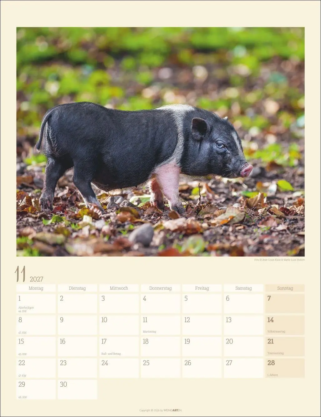 Bild: 9783839904305 | Schweinchen Kalender 2027 | Marie-Luce Hubert | Kalender | 14 S.