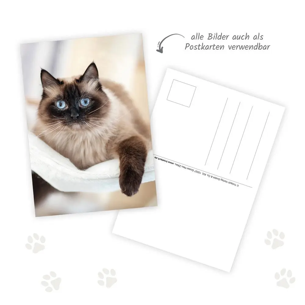Bild: 9783988024305 | Trötsch Notizkalender Querformat Notizkalender Katzen 2026 mit 12...