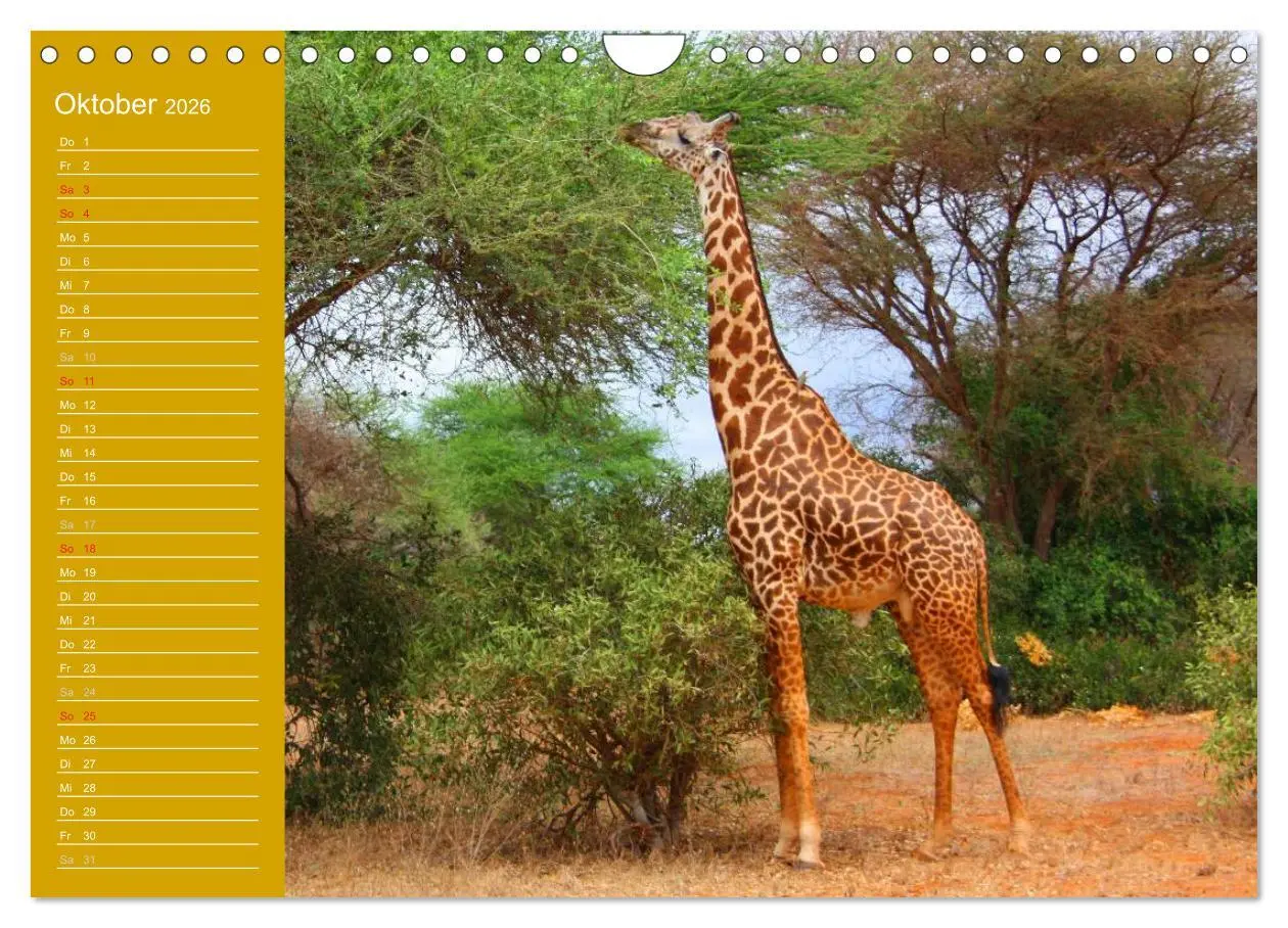 Bild: 9783516144505 | Giraffen / Geburtstagskalender (Wandkalender 2026 DIN A4 quer),...