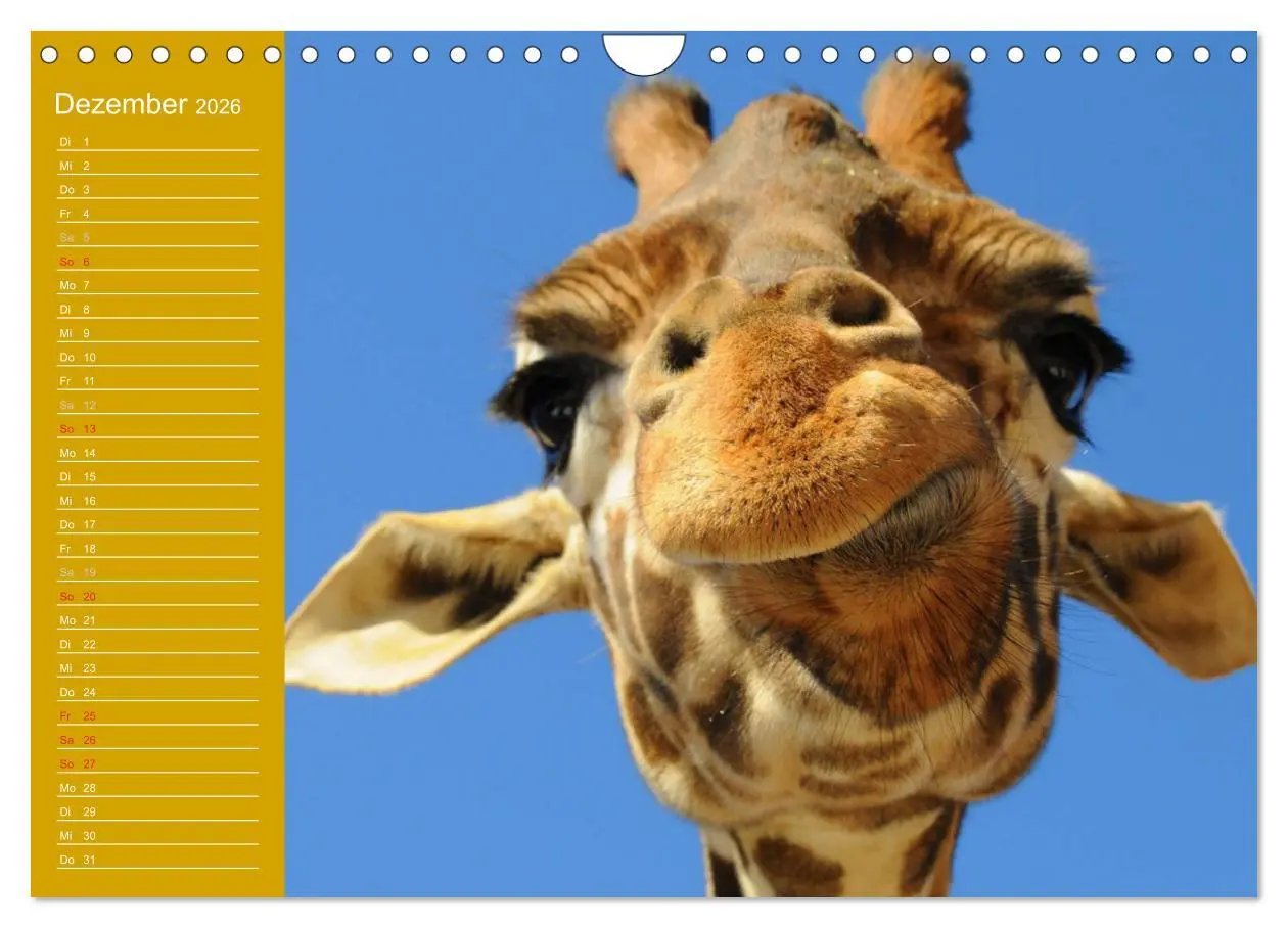 Bild: 9783516144505 | Giraffen / Geburtstagskalender (Wandkalender 2026 DIN A4 quer),...