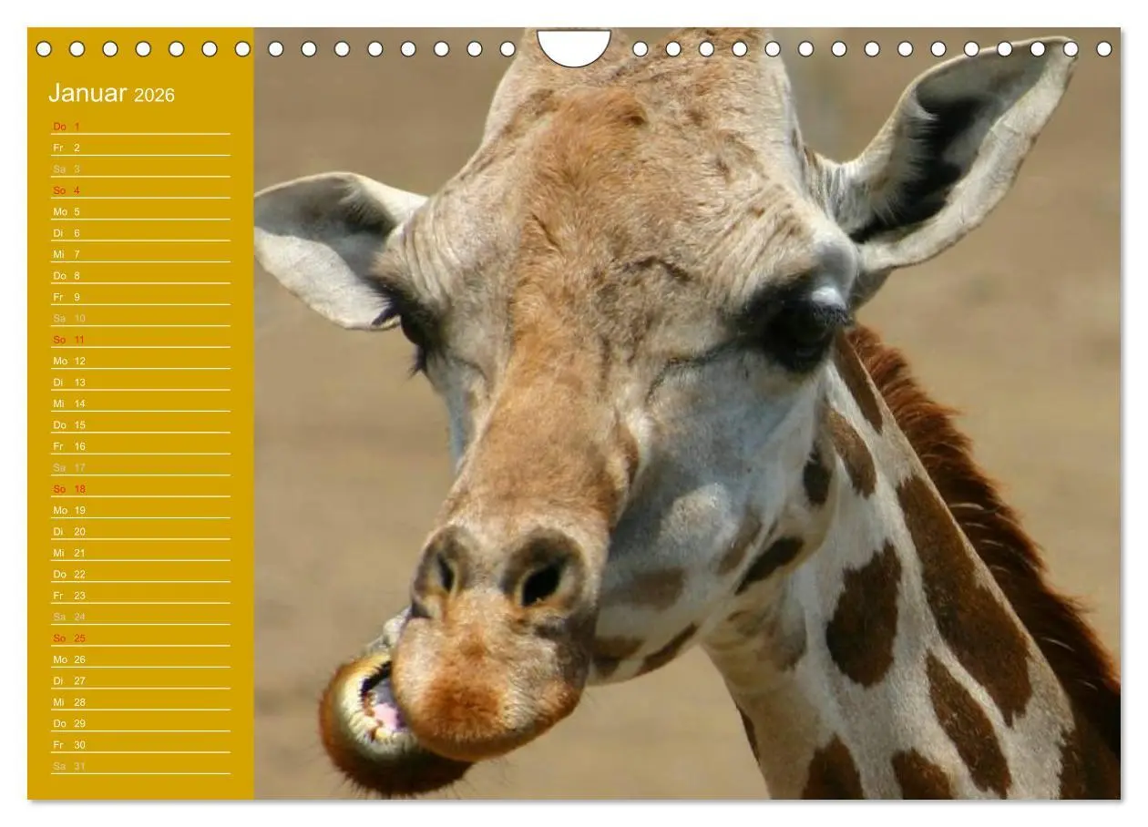Bild: 9783516144505 | Giraffen / Geburtstagskalender (Wandkalender 2026 DIN A4 quer),...