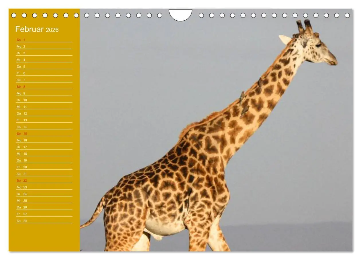 Bild: 9783516144505 | Giraffen / Geburtstagskalender (Wandkalender 2026 DIN A4 quer),...