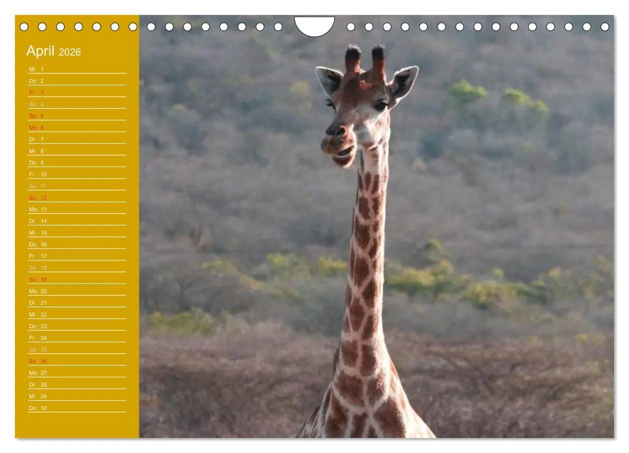 Bild: 9783516144505 | Giraffen / Geburtstagskalender (Wandkalender 2026 DIN A4 quer),...