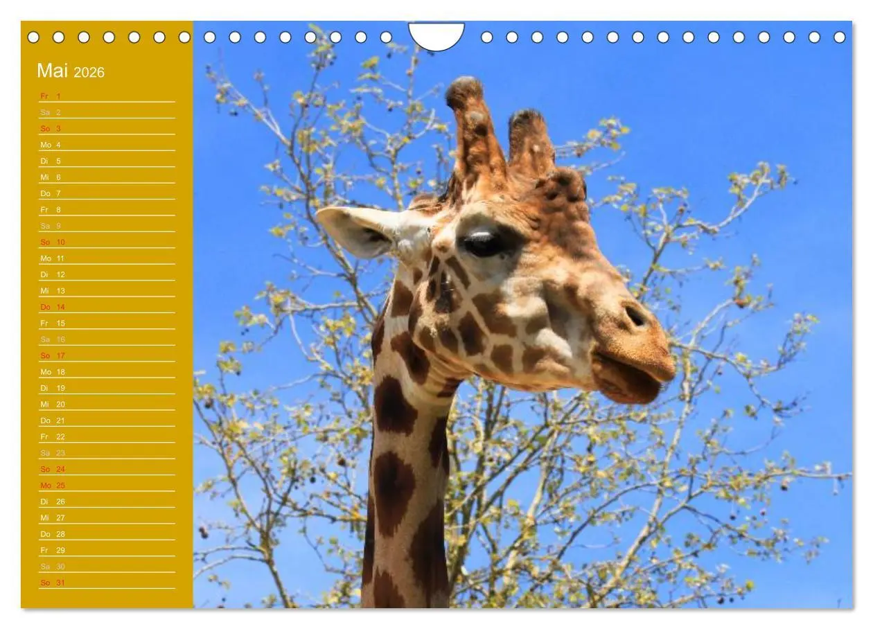 Bild: 9783516144505 | Giraffen / Geburtstagskalender (Wandkalender 2026 DIN A4 quer),...