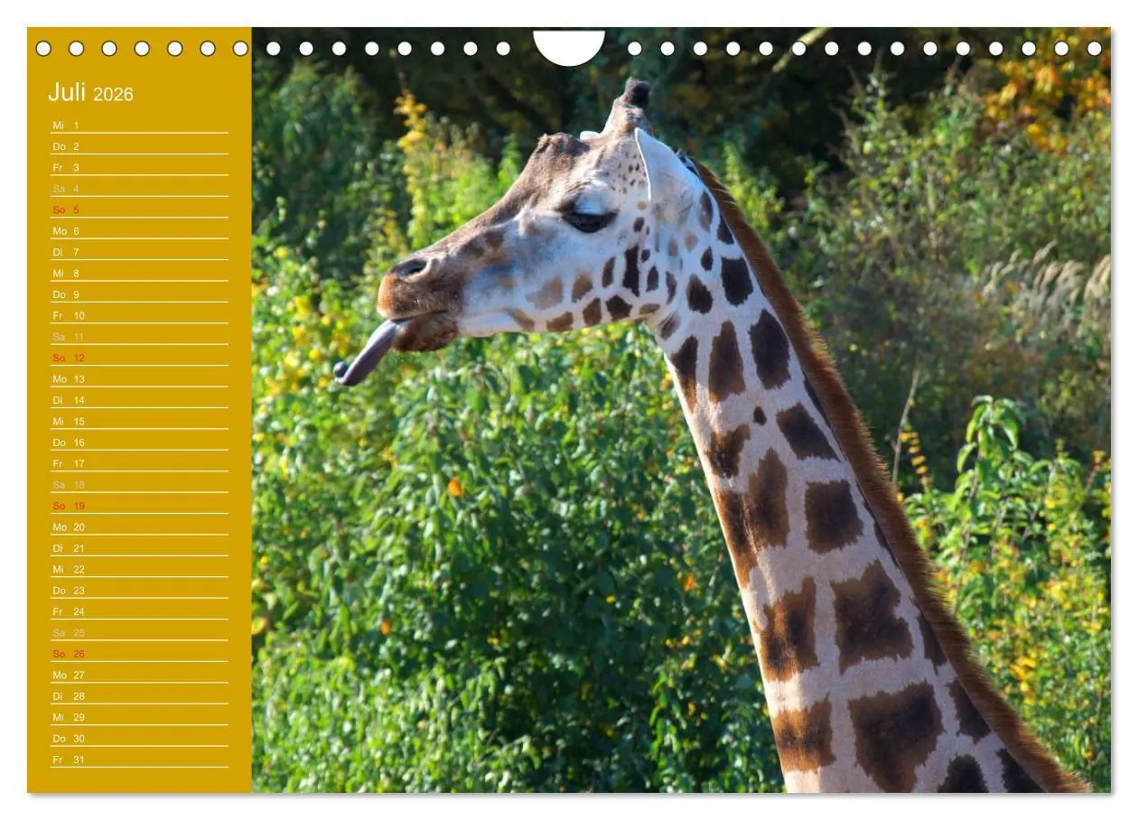 Bild: 9783516144505 | Giraffen / Geburtstagskalender (Wandkalender 2026 DIN A4 quer),...