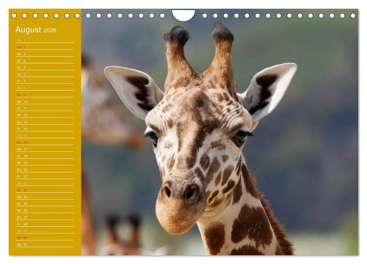 Bild: 9783516144505 | Giraffen / Geburtstagskalender (Wandkalender 2026 DIN A4 quer),...