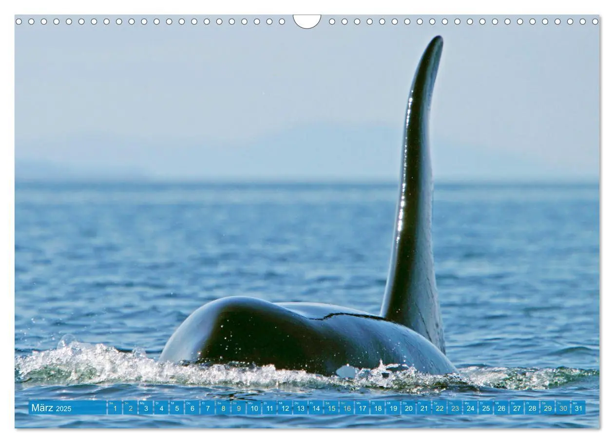 Bild: 9783383864605 | Orcas: Schwarz-weiße Giganten (Wandkalender 2025 DIN A3 quer),...