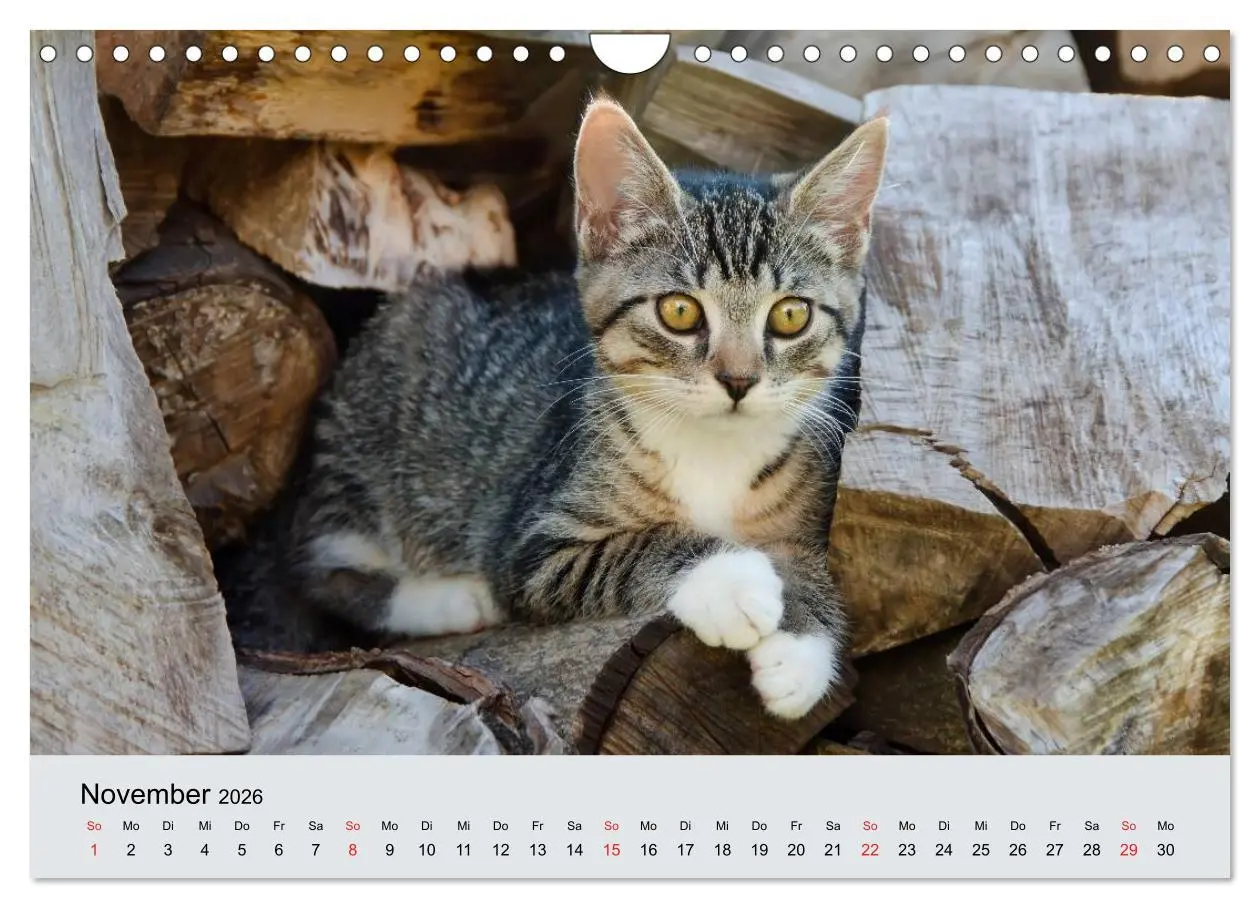 Bild: 9783516204605 | Katzen im Garten (Wandkalender 2026 DIN A4 quer), CALVENDO...