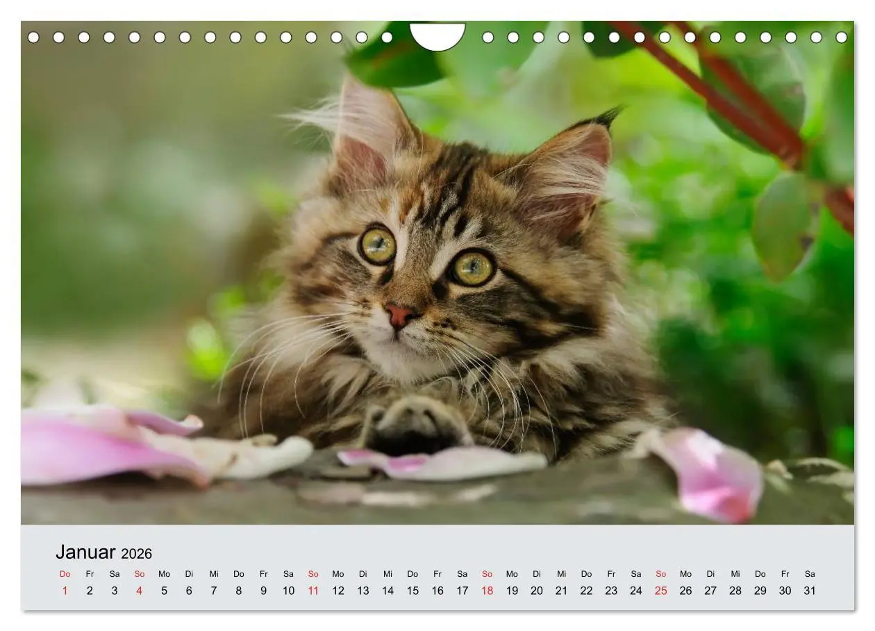 Bild: 9783516204605 | Katzen im Garten (Wandkalender 2026 DIN A4 quer), CALVENDO...