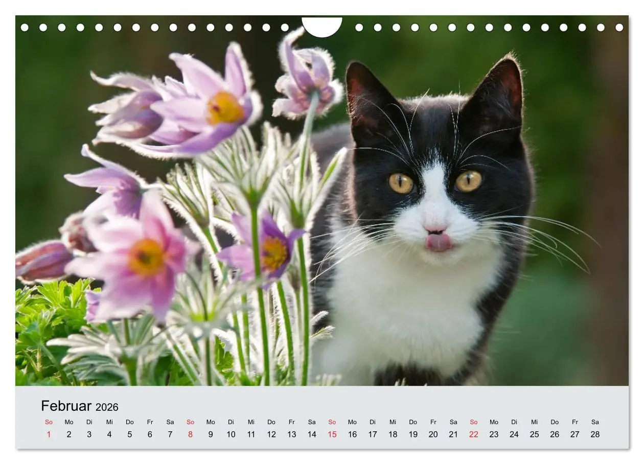 Bild: 9783516204605 | Katzen im Garten (Wandkalender 2026 DIN A4 quer), CALVENDO...