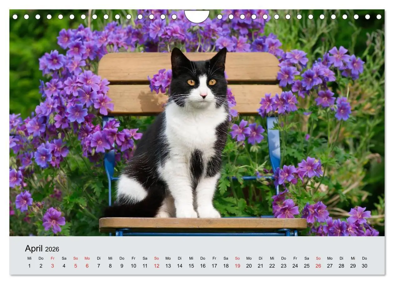 Bild: 9783516204605 | Katzen im Garten (Wandkalender 2026 DIN A4 quer), CALVENDO...