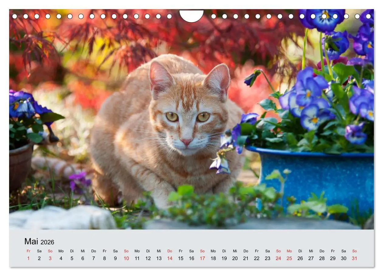 Bild: 9783516204605 | Katzen im Garten (Wandkalender 2026 DIN A4 quer), CALVENDO...