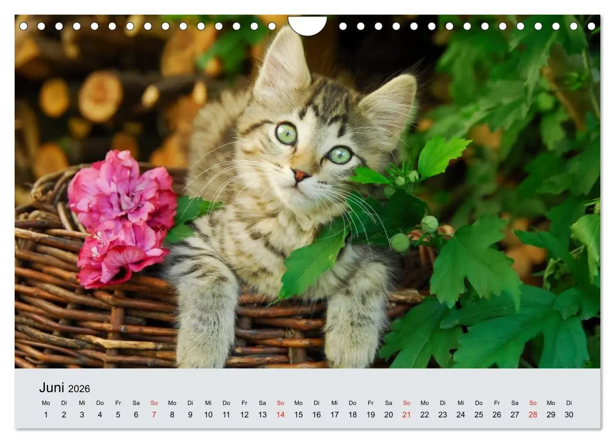 Bild: 9783516204605 | Katzen im Garten (Wandkalender 2026 DIN A4 quer), CALVENDO...