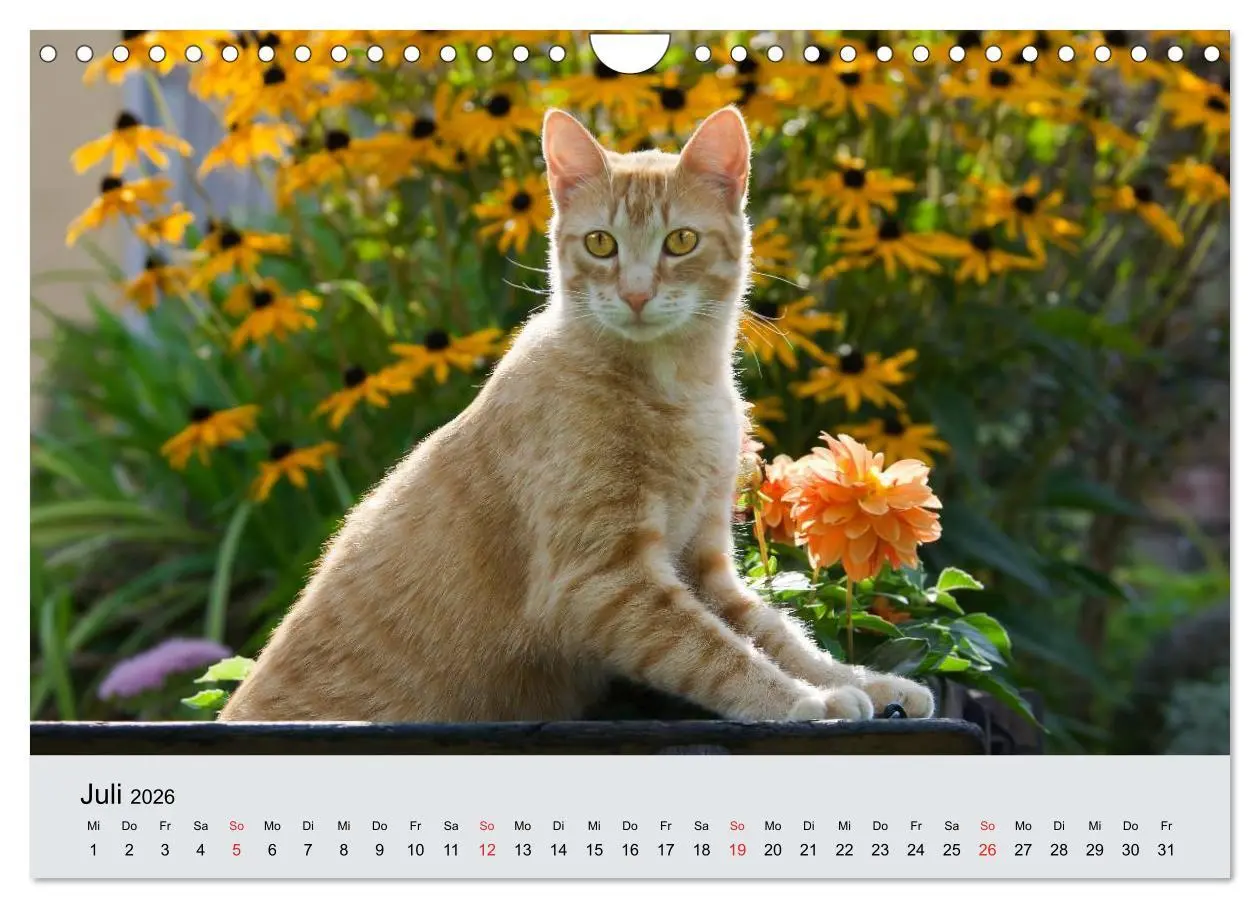 Bild: 9783516204605 | Katzen im Garten (Wandkalender 2026 DIN A4 quer), CALVENDO...