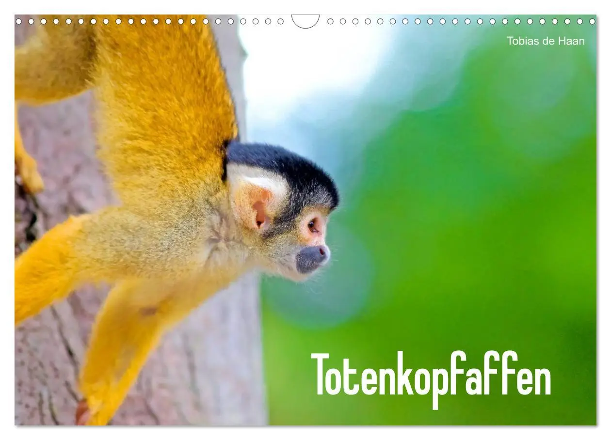 Cover: 9783457964705 | Totenkopfaffen (Wandkalender 2026 DIN A3 quer), CALVENDO...