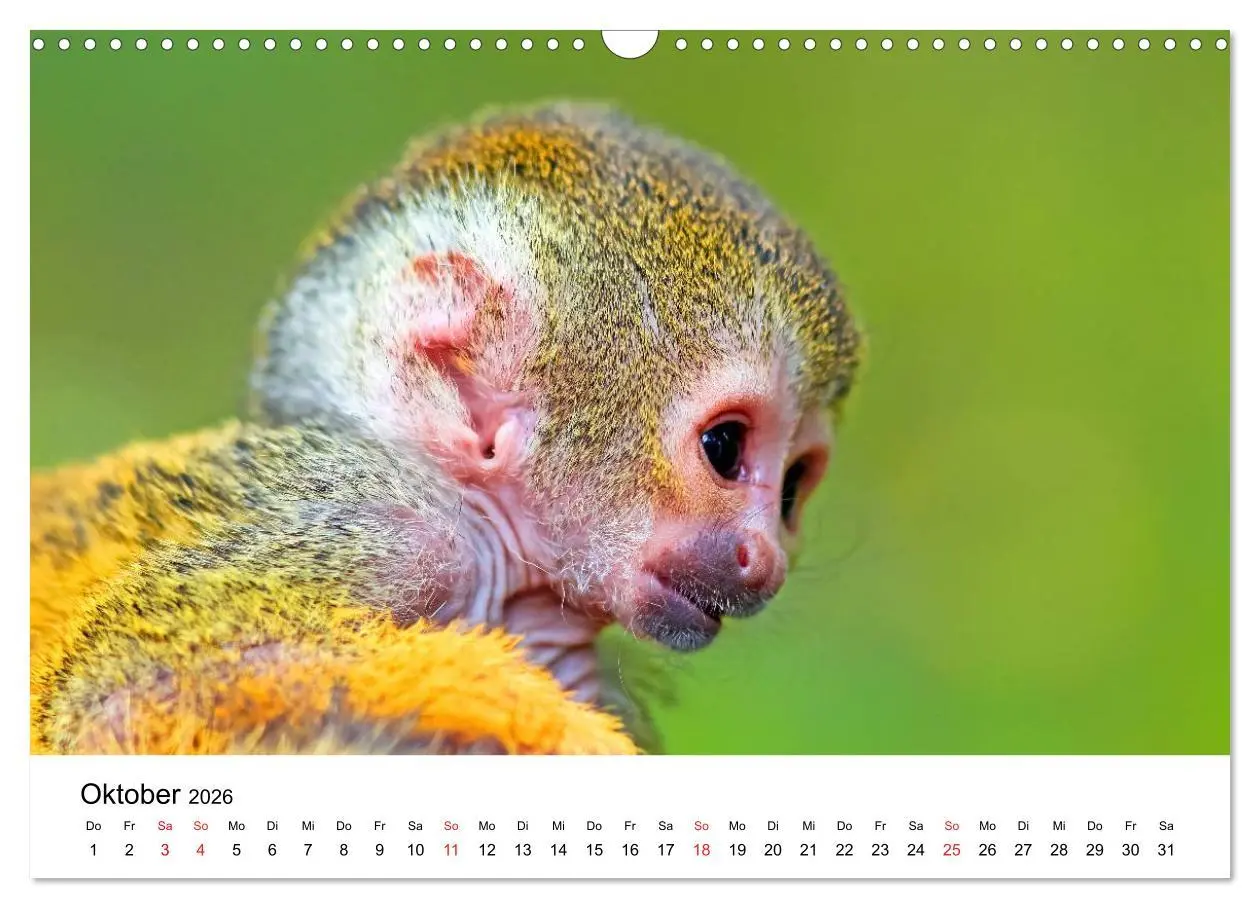 Bild: 9783457964705 | Totenkopfaffen (Wandkalender 2026 DIN A3 quer), CALVENDO...