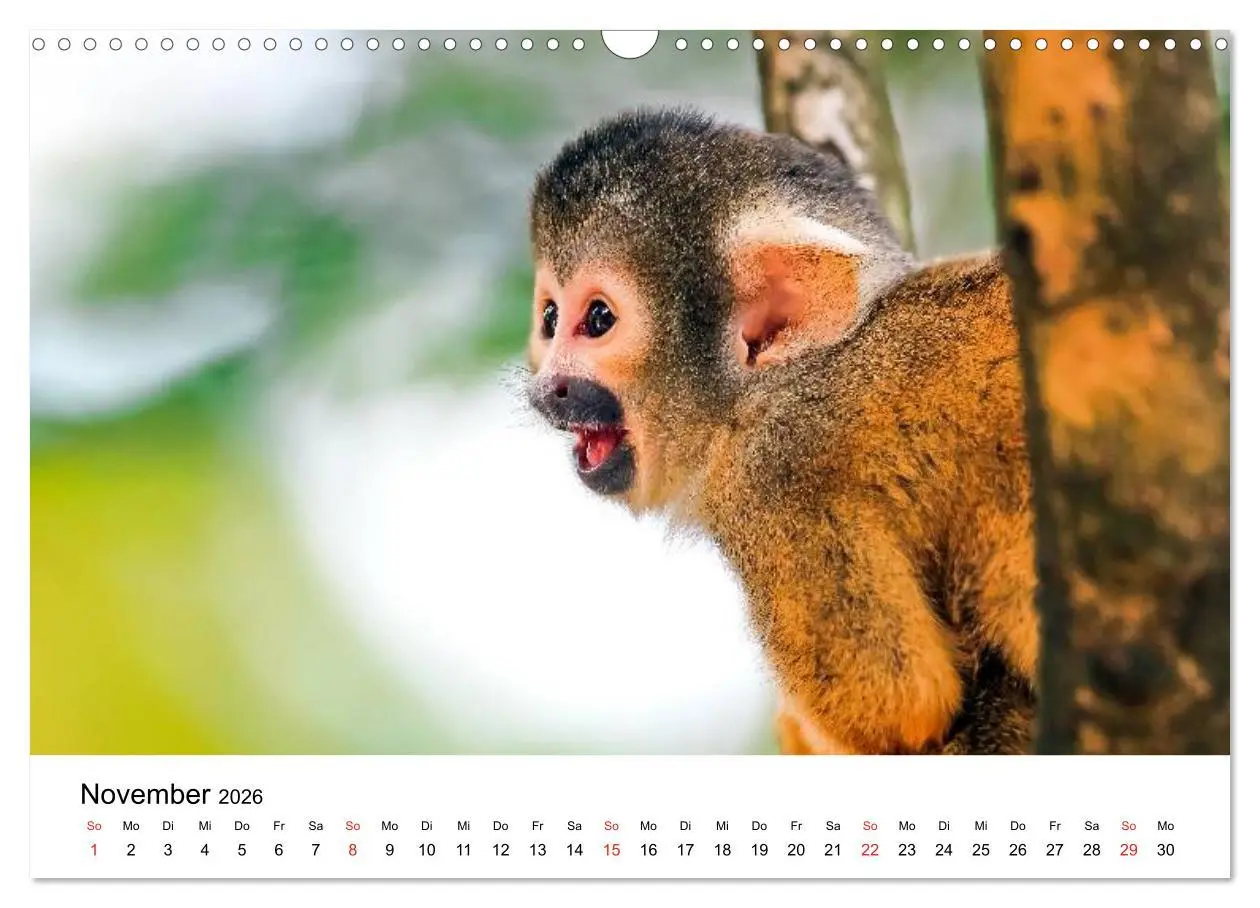 Bild: 9783457964705 | Totenkopfaffen (Wandkalender 2026 DIN A3 quer), CALVENDO...