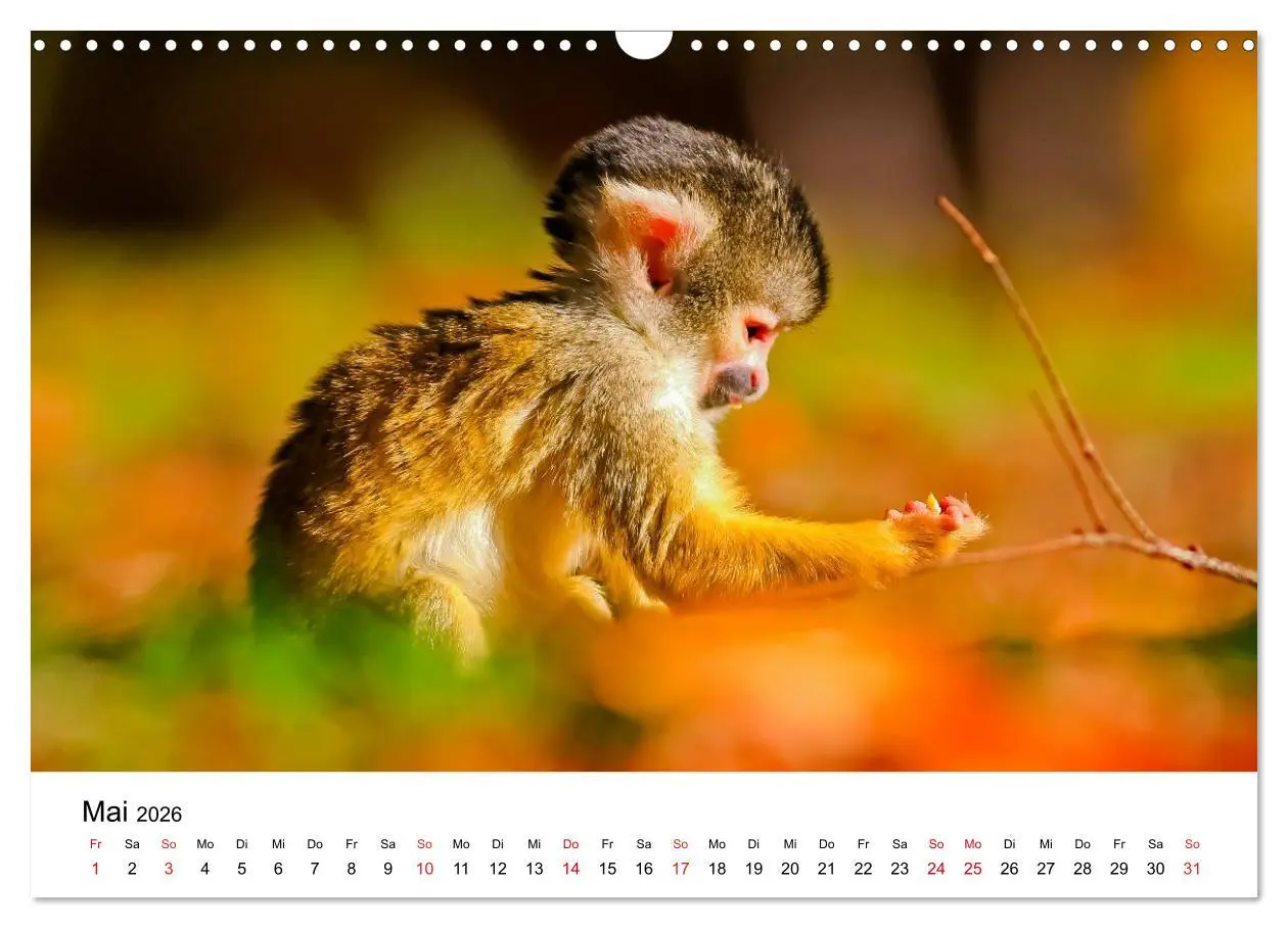 Bild: 9783457964705 | Totenkopfaffen (Wandkalender 2026 DIN A3 quer), CALVENDO...