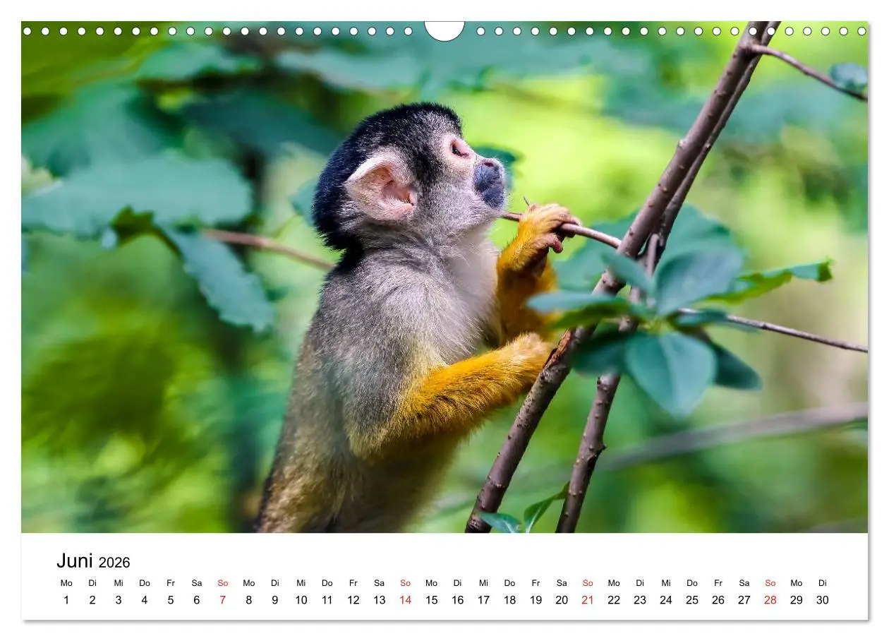 Bild: 9783457964705 | Totenkopfaffen (Wandkalender 2026 DIN A3 quer), CALVENDO...