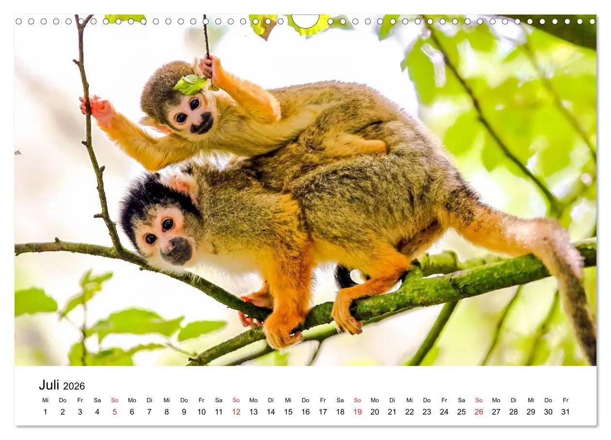 Bild: 9783457964705 | Totenkopfaffen (Wandkalender 2026 DIN A3 quer), CALVENDO...