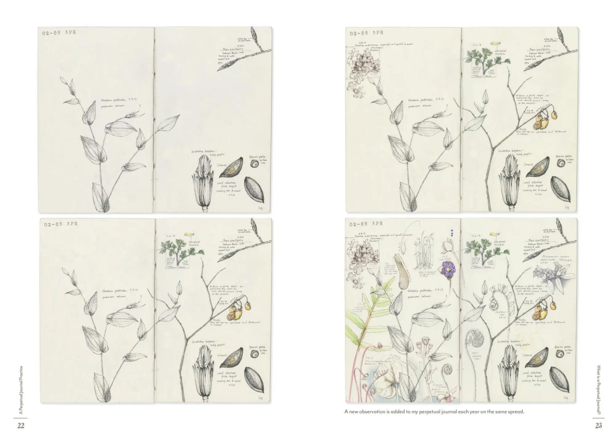 Bild: 9781643264905 | A Perpetual Journal Practice | Lara Call Gastinger | Taschenbuch
