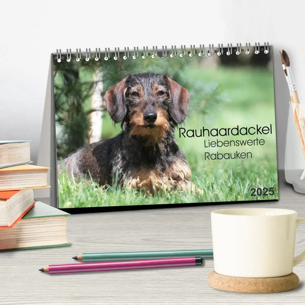 Bild: 9783435784905 | Liebenswerte Rabauken - Rauhaardackel (Tischkalender 2025 DIN A5...