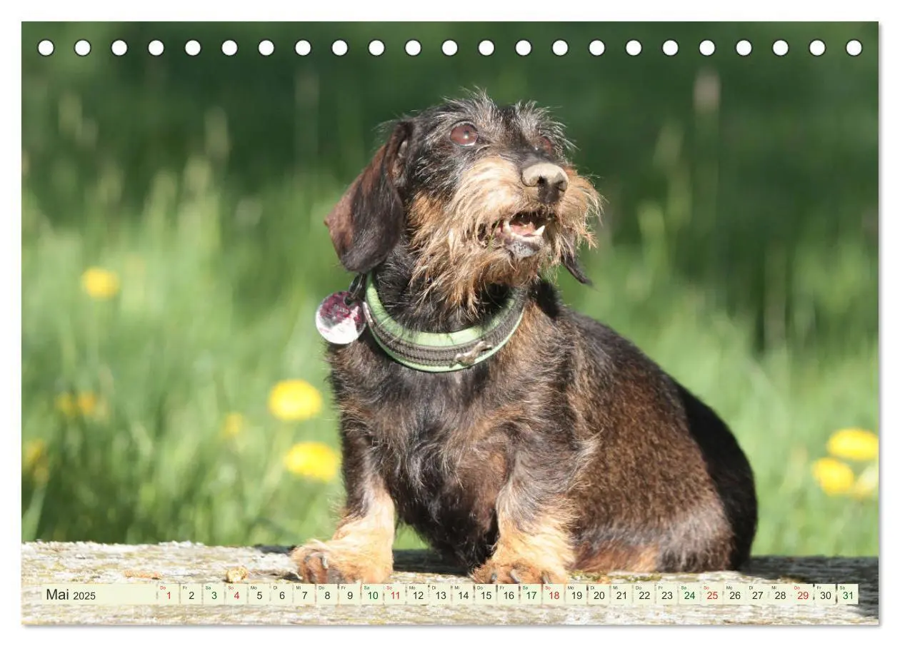 Bild: 9783435784905 | Liebenswerte Rabauken - Rauhaardackel (Tischkalender 2025 DIN A5...