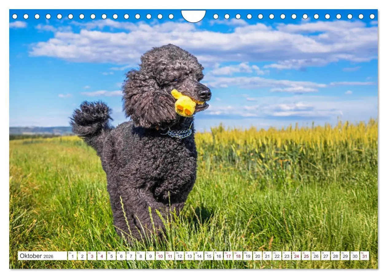 Bild: 9783457324905 | Pudel - Glück auf vier Pfoten (Wandkalender 2026 DIN A4 quer),...