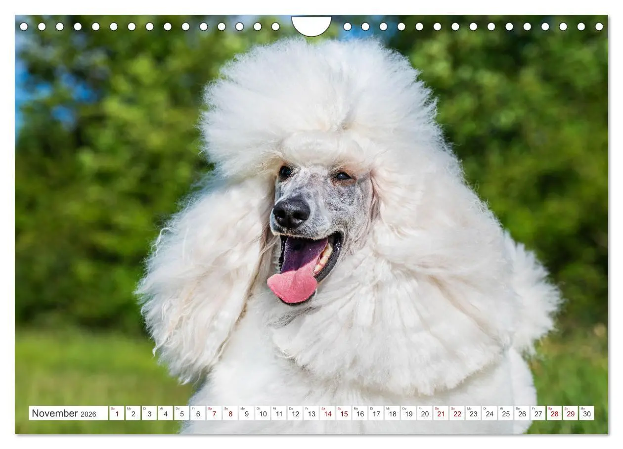 Bild: 9783457324905 | Pudel - Glück auf vier Pfoten (Wandkalender 2026 DIN A4 quer),...