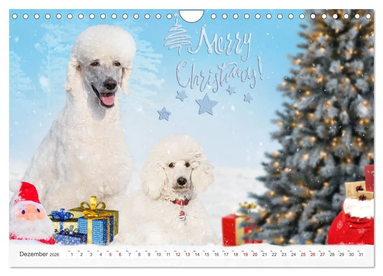 Bild: 9783457324905 | Pudel - Glück auf vier Pfoten (Wandkalender 2026 DIN A4 quer),...