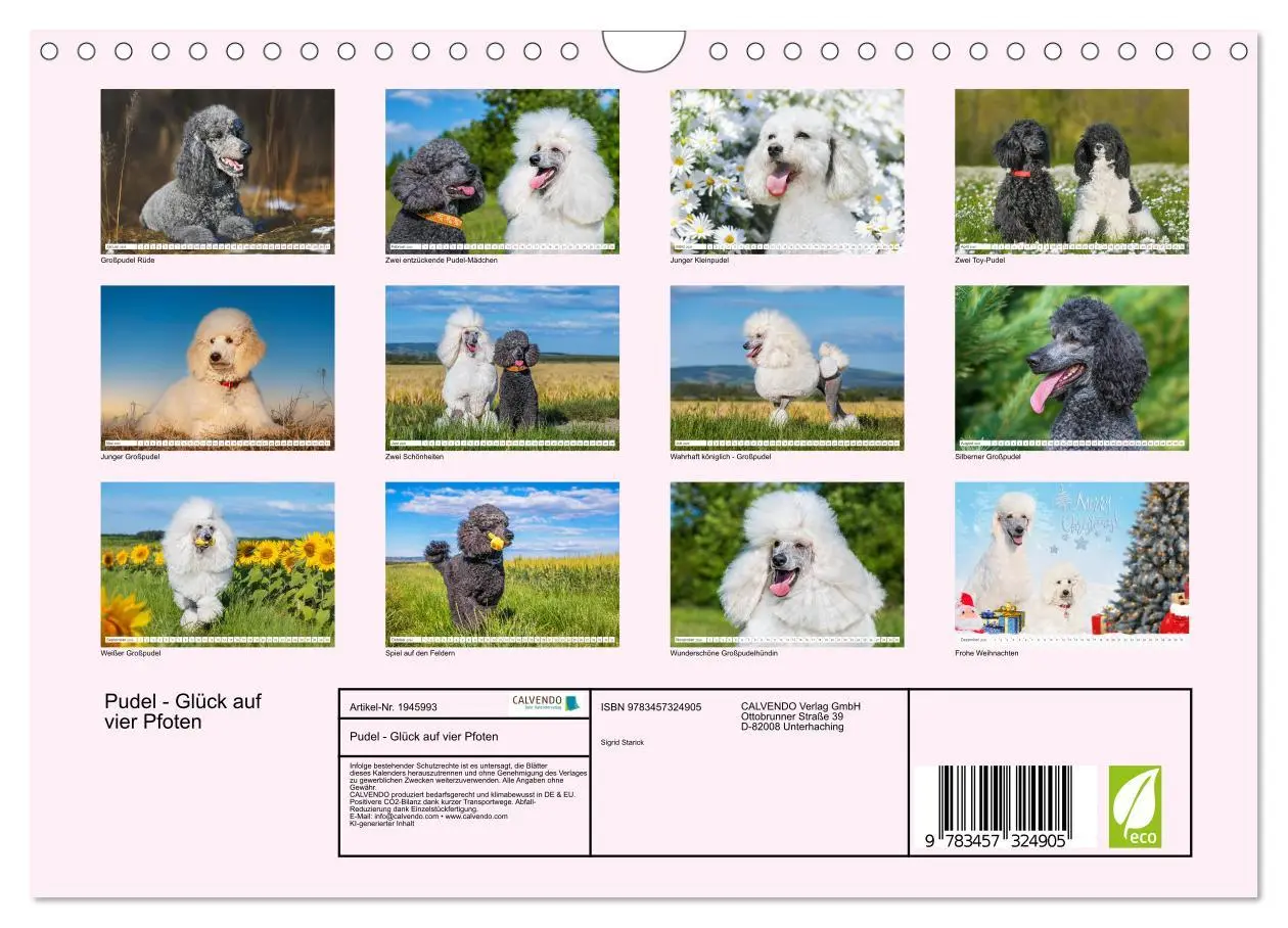 Bild: 9783457324905 | Pudel - Glück auf vier Pfoten (Wandkalender 2026 DIN A4 quer),...