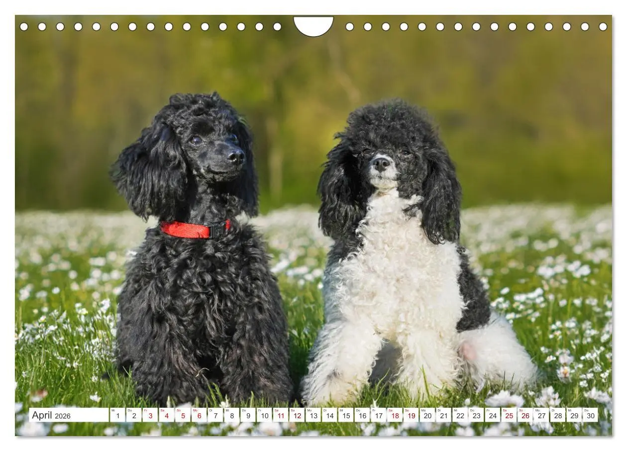 Bild: 9783457324905 | Pudel - Glück auf vier Pfoten (Wandkalender 2026 DIN A4 quer),...